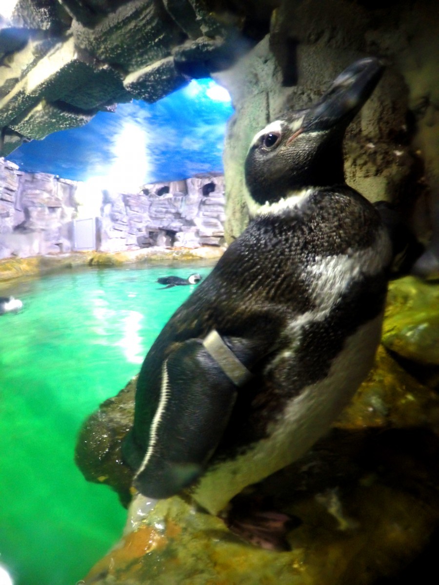 Penguin de magalhães