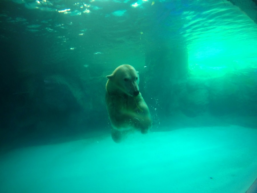 Urso polar nadando