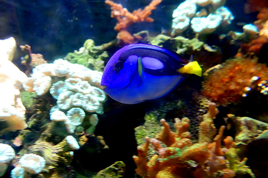 o peixe tang azul, a Dory do filme produrando nemo