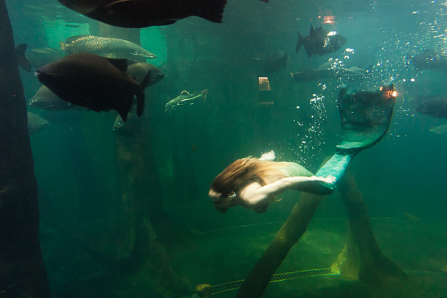 Espetáculo das sereias no aquário de São Paulo
