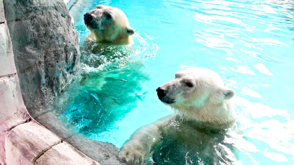 Ursos polares do aquario de sao paulo