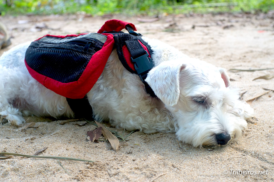 cachorro deitando, descansando com sua mochila própria.