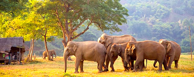 Elefantes de Chiang Mai