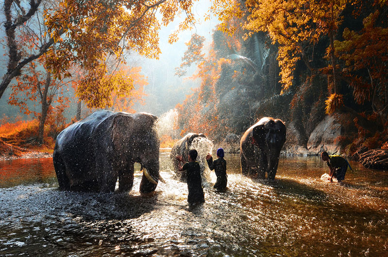 thai_elephants
