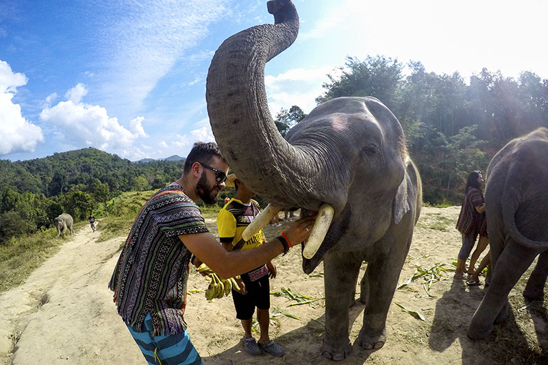 Elephant Jungle Sanctuary - Alimentação