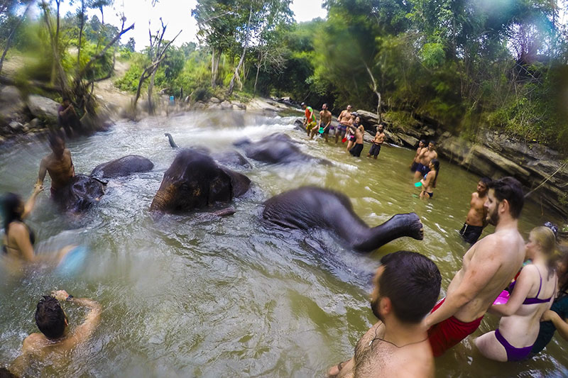 Elephant Jungle Sanctuary - Banho no rio