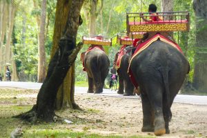 elefantes na tailândia