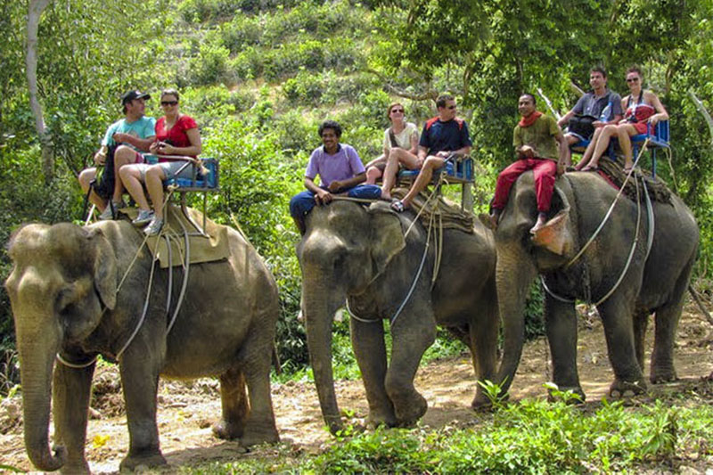 elefantes na tailândia