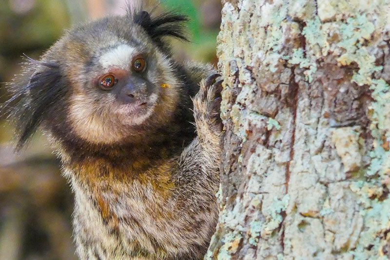 Roteiro Chapada Veadeiros - Macaco
