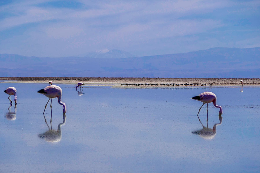 Atacama - reserva de flamingos